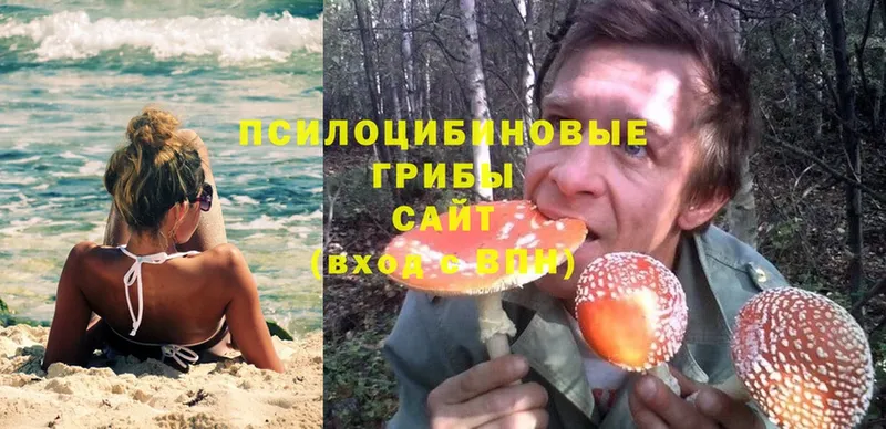 Галлюциногенные грибы Psilocybe  Ясногорск 